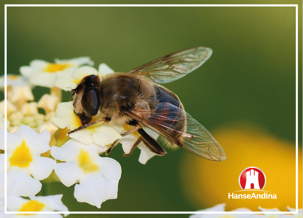 Las moscas: Polinizadores en dos alas.